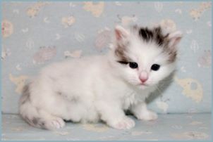 Male Siberian Kitten from Deedlebug Siberians